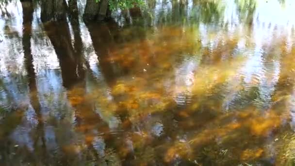 Ruhiger Rückstau Des Flusses Desna Frühling Die Beruhigende Wirkung Des — Stockvideo