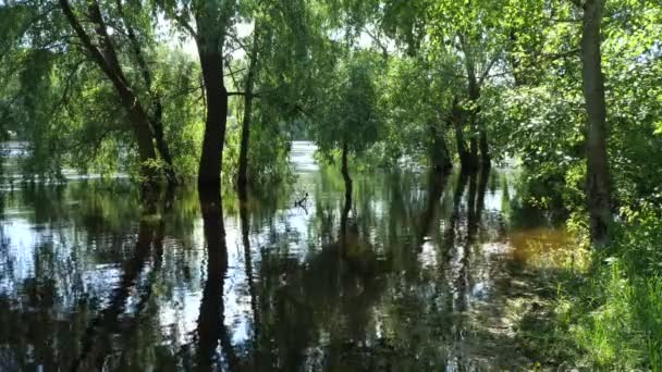 Água Limpa Rio Desna Retroágua Tranquila Rio Desna Nascente Efeito Vídeo De Stock Royalty-Free