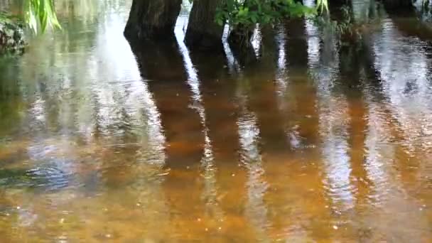 Acqua Limpida Del Fiume Desna Tranquilla Pozza Del Fiume Desna — Video Stock