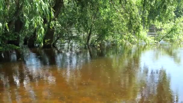 Lugnt Bakvatten Desna Floden Våren Lugnande Effekt Det Mänskliga Psyket — Stockvideo