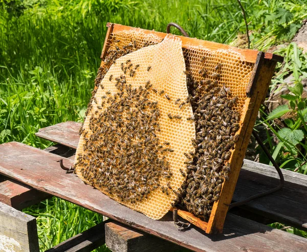 Строительный Инстинкт Пчёл Сотовые Языки Пчелы Строят Помощью Сотов Свободное — стоковое фото