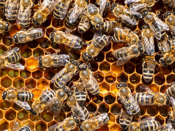 Ενεργό Έργο Των Μελισσών Στην Αρχή Της Συλλογής Μελιού Παράδοση — Φωτογραφία Αρχείου