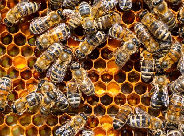 Active Work Bees Beginning Honey Collection Delivery Nectar Pollen Honeycombs — Stock Photo, Image