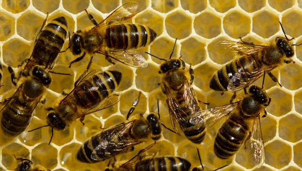 蜂蜜収集中のミツバチの積極的な仕事 蜂は櫛をきれいにし 復元し また彼らに最初の蜜と花粉を提供します — ストック写真