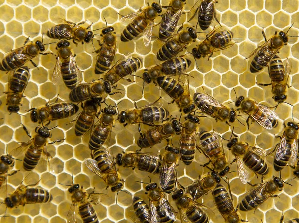 Active work of bees during honey collection. Bees produce wax and build honeycombs from it.