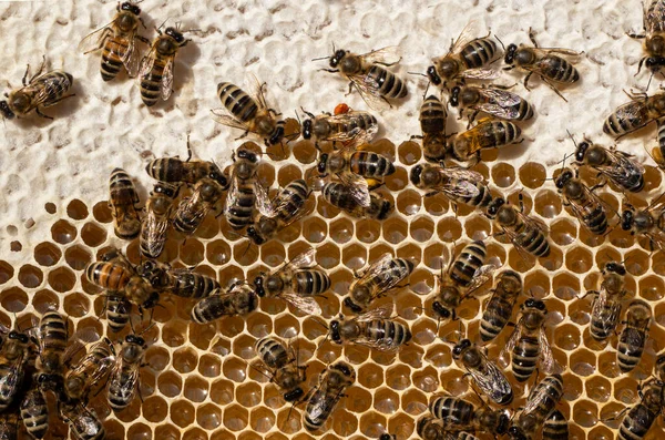 Méz Akác Hárs Mezei Növények Virágaiból Készül — Stock Fotó