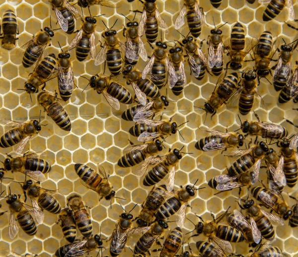 Las Abejas Son Buenas Artesanas Las Células Que Crean Tienen —  Fotos de Stock