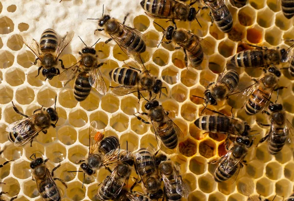 Acacia Honing Licht Van Kleur Heeft Een Uitstekende Smaak Geneeskrachtige — Stockfoto