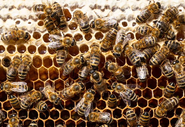 Koninginnebij Legt Eieren Honingraat Koningin Bee Altijd Omringd Door Werkbijen — Stockfoto