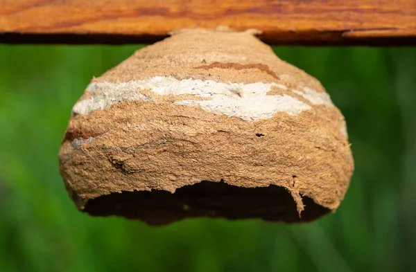 Een Verbazingwekkende Technische Structuur Een Nest Van Een Kolonie Horzels — Stockfoto