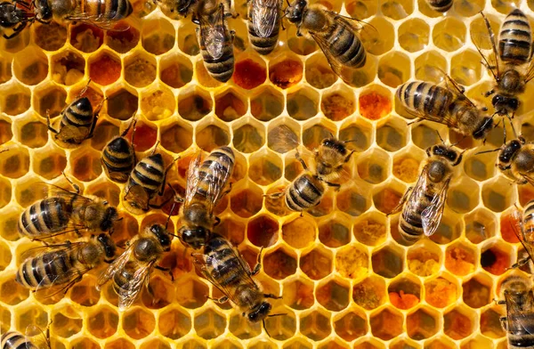 Néctar Pólen Ovos Pentes Início Época Desenvolvimento Harmonioso Colónia Abelhas — Fotografia de Stock