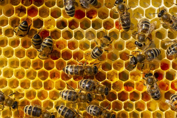 Nectar Pollen Œufs Larves Dans Les Rayons Début Saison Développement — Photo