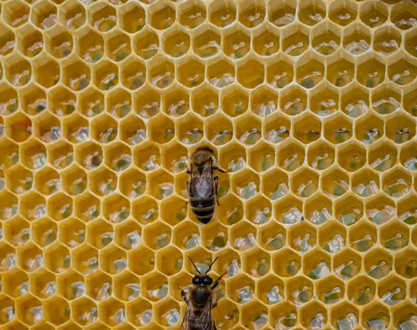 Két Méh Lépen Fiatal Méhek Készülődnek Kaptárban Való Munkára Méhek — Stock Fotó