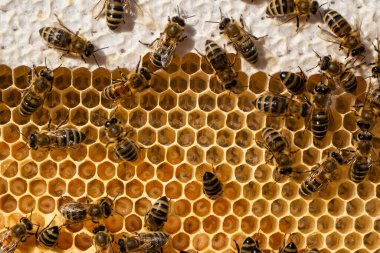 Taraklarda nektar, yumurta ve larva. Suyun yüzeyinde yüzen nemfoman yaprakları buharlaşmayı yavaşlatır..
