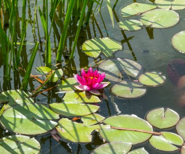 Bahçe havuzunda pembe su zambağı. Suyun yüzeyinde yüzen nemfoman yaprakları buharlaşmayı yavaşlatır..