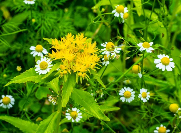 Medicinal Plant Golden Root Rhodiola Rosea Fat Family Rhodiola Rosea — Stock Photo, Image