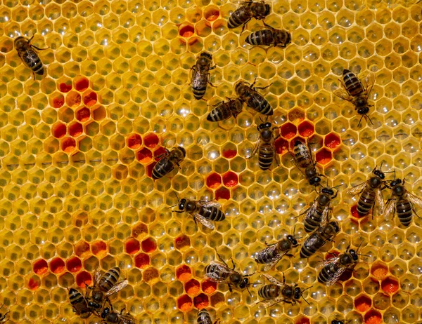 Nectar Pollen Combs Nymphaeum Leaves Floating Surface Water Slow Its — Photo