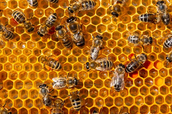 Here Shown Hive Which Bees Deliver Nectar Pollen Nymphaeum Leaves — Foto Stock