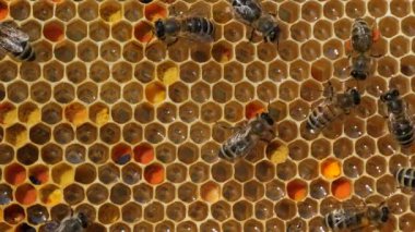Bal, polen ve arılar. Hücrelerde geleceğin arıları, bal ve polenleri vardır..