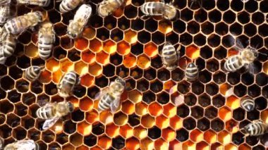 Bal, polen ve arılar. Hücrelerde geleceğin arıları, bal ve polenleri vardır..