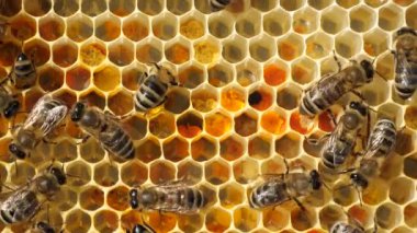 Bal, polen ve arılar. Hücrelerde geleceğin arıları, bal ve polenleri vardır..