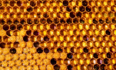  Suyun yüzeyinde yüzen nemfoman yaprakları buharlaşmayı yavaşlatır..