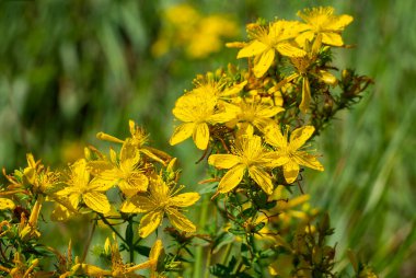 Hypericum tıbbi bir bitkidir. Ormanın kenarlarında, çayırlarda ve terk edilmiş alanlarda yetişir..