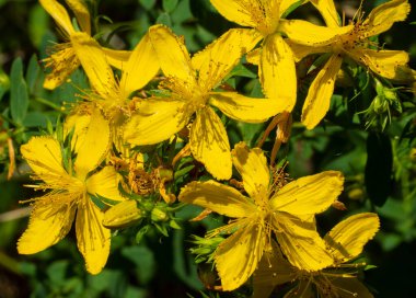 Hypericum tıbbi bir bitkidir. Ormanın kenarlarında, çayırlarda ve terk edilmiş alanlarda yetişir..