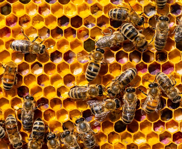 Multicolored Pollen Comb Color Pollen Depends How Taken Flowers — Stockfoto