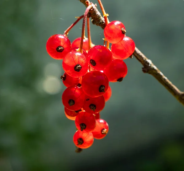 Sweet Transparency Red Currants Picture Taken Sun Allowed Image Fruit — Stock Photo, Image