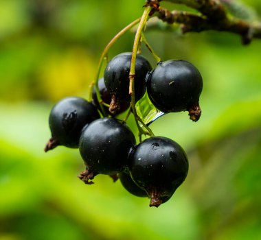 Siyah frenk üzümü. Çürümüş kuşüzümü meyveleriyle dolu bir dal. Bu böğürtlenler alternatif tıpta ve sağlıklı gıda olarak kullanılır..
