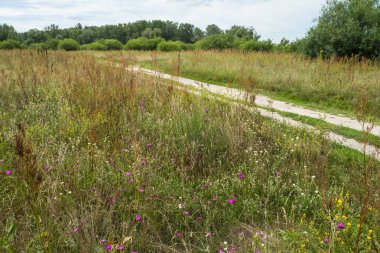 Yazın ortasında çiçek açan çayır. Bahar ve yaz, çayırların, çiçeklerin ve bitkilerin açtığı zamandır..