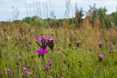 Yazın ortasında çiçekli çayır. Bahar ve yaz, çayırların, çiçeklerin ve bitkilerin açtığı zamandır..