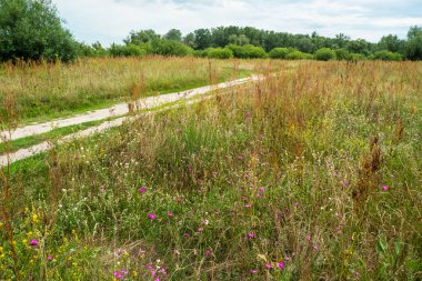Meadow Yolu. Bahar ve yaz, çayırların, çiçeklerin ve bitkilerin açtığı zamandır..
