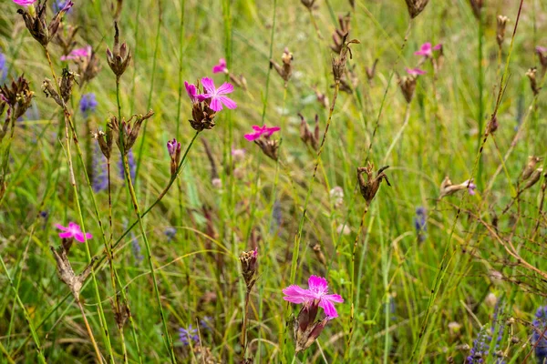 Flowery meadow in the midst of summer. Spring and summer are the time when meadow flowers and herbs bloom.