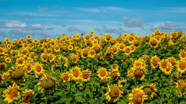 Sunflowers Bloomed Field — Stockfoto