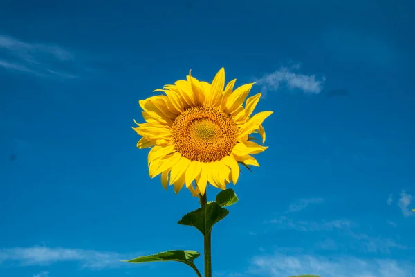 Sunflower Flowers Good Honey Plant — Stockfoto