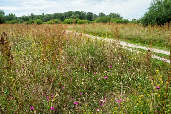 Meadow Yolu. Bahar ve yaz, çayırların, çiçeklerin ve bitkilerin açtığı zamandır..