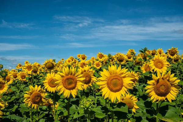 Zonnebloemen Bloeiden Het Veld Zonnebloemen Zijn Een Goede Honingplant Bijen — Stockfoto