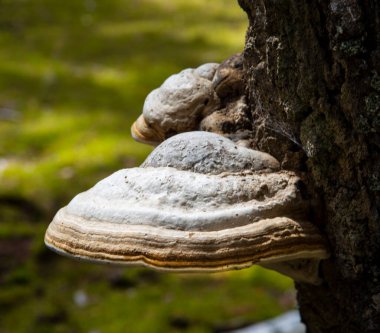 Polypore real (deciduous). This beautiful bracket fungus destroys the tree. It is used in alternative medicine. 
