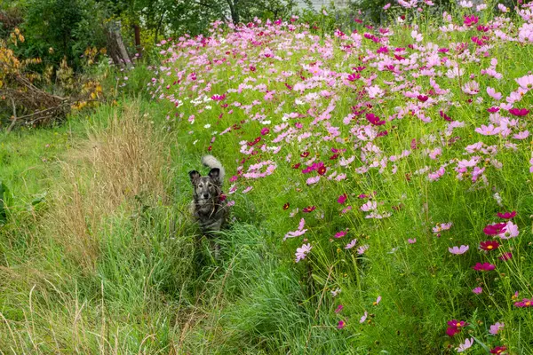 Summer Rural Landscape Midsummer Meadow Flowers Dog Path — Photo