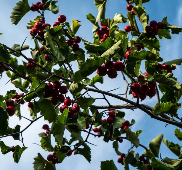 Hawthorn Branch Its Fruits Hawthorn Fruits Ripen End Summer Used — ストック写真