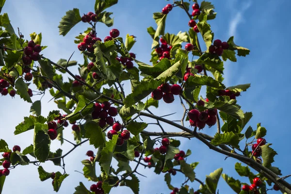 Hawthorn Branch Its Fruits Hawthorn Fruits Ripen End Summer Used — ストック写真