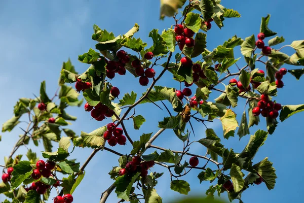 Hawthorn Fruits Ripen End Summer Used Medicinal Plant Lower Blood — ストック写真