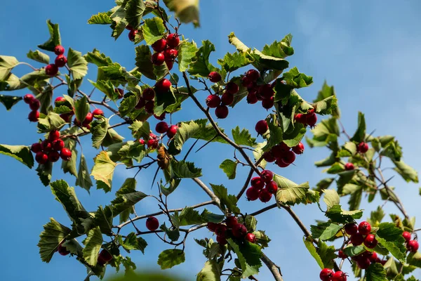 Hawthorn Branch Its Fruits Hawthorn Fruits Ripen End Summer Used — ストック写真