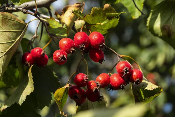 Hawthorn Fruit Hawthorn Fruits Ripen End Summer Used Medicinal Plant — ストック写真