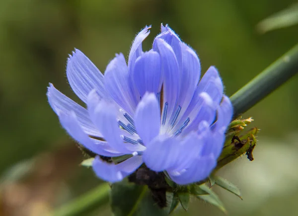 Medicinal Plant Chicory Cichorium Chicory Grows Weeds Roadside Used Alternative — Zdjęcie stockowe