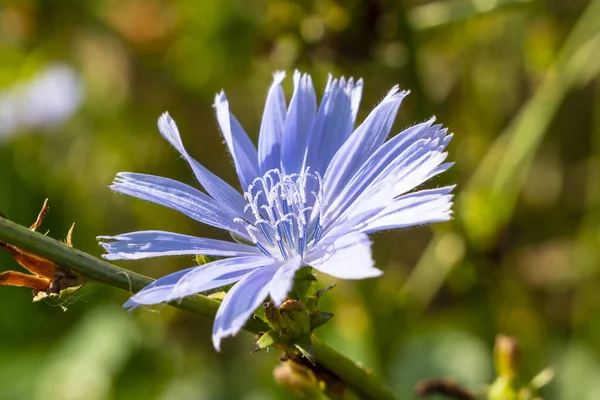 Amazing Beauty Chicory Flower Cichorium Chicory Grows Weeds Roadside Used — стокове фото