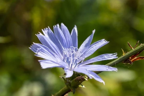 Amazing Beauty Chicory Flower Cichorium Chicory Grows Weeds Roadside Used — Stock Fotó