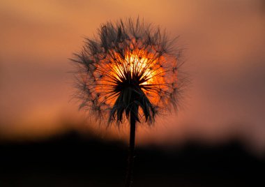 Gün batımında karahindiba. Batan güneşin arka planında bir karahindibanın yapısı görülebilir..